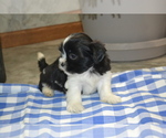 Small Photo #9 Shih Tzu-Zuchon Mix Puppy For Sale in GREENWOOD, WI, USA