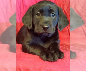 Labrador Retriever Puppy for Sale in AMES, Iowa USA