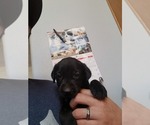 Small Photo #6 Labrador Retriever Puppy For Sale in HERALD, CA, USA