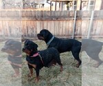 Small Photo #10 Rottweiler Puppy For Sale in AURORA, CO, USA