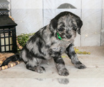 Small #2 Miniature Labradoodle