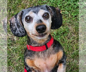 Medium Dachshund