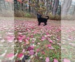 Small Photo #3 German Shepherd Dog Puppy For Sale in PRATTSBURGH, NY, USA