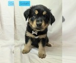 Small Photo #3 Australian Shepherd-Miniature Australian Shepherd Mix Puppy For Sale in MODESTO, CA, USA