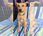 Small #1 Border Collie Mix