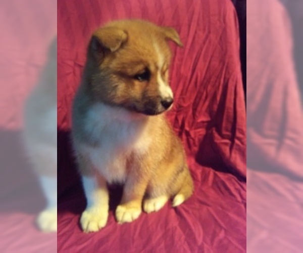 Medium Photo #2 Pomsky Puppy For Sale in DUNDEE, OH, USA