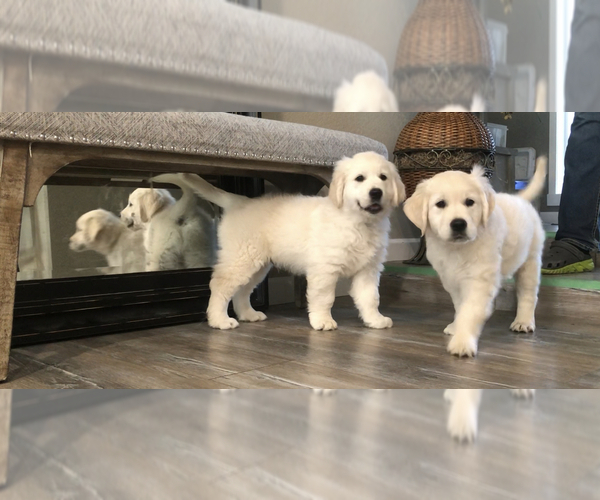 Medium Photo #7 English Cream Golden Retriever Puppy For Sale in BISMARCK, ND, USA