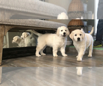 Small #6 English Cream Golden Retriever