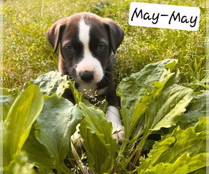 Labrador Retriever-Unknown Mix Dogs for adoption in Chester, VA, USA