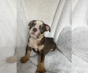 English Bulldog Puppy for sale in HAMDEN, CT, USA