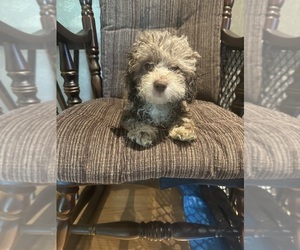 Lhasa-Poo Puppy for sale in E BRUNSWICK, NJ, USA