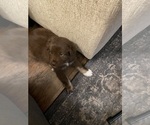 Small #1 Miniature Australian Shepherd