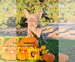 Puppy Puppy 3 yellow French Bulldog