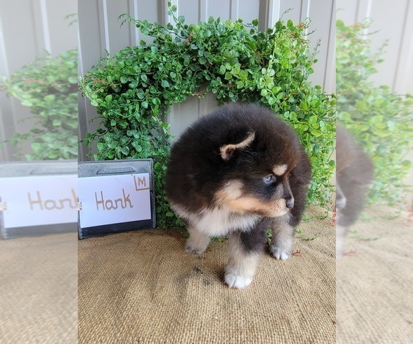 Medium Photo #2 Pomsky Puppy For Sale in BELLEVUE, IA, USA