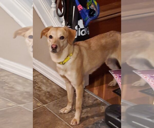 Medium Photo #5 Labrador Retriever-Unknown Mix Puppy For Sale in Calgary, Alberta, Canada