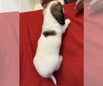 Small #6 Dachshund
