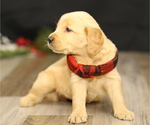 Small #1 Golden Retriever