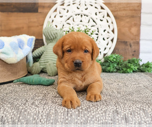 Labrador Retriever Puppy for sale in SYRACUSE, IN, USA