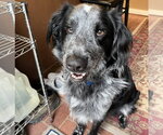 Small #1 Mutt