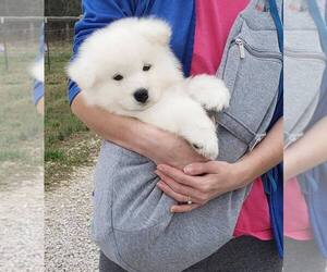 Samoyed Puppy for sale in FONTANA, CA, USA