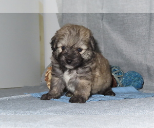 Poodle (Miniature) Dog for Adoption in MEMPHIS, Missouri USA