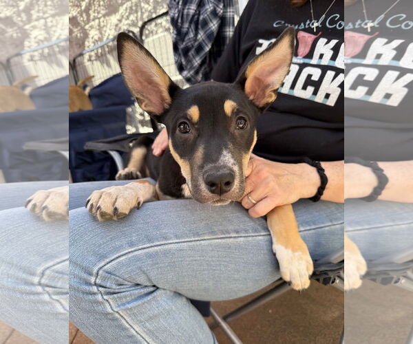 Medium Photo #7 American Staffordshire Terrier-Siberian Husky Mix Puppy For Sale in Corona, CA, USA