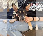 Small #6 American Staffordshire Terrier-Siberian Husky Mix