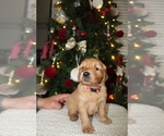 Small #6 Golden Retriever