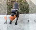 Small #3 American Staffordshire Terrier Mix