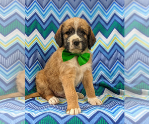 Saint Berdoodle Puppy for sale in PEACH BOTTOM, PA, USA