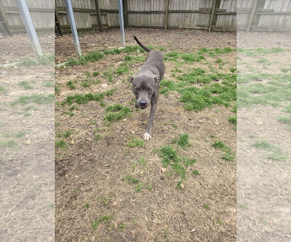 Medium Photo #2 American Pit Bull Terrier-Unknown Mix Puppy For Sale in Jackson, MS, USA