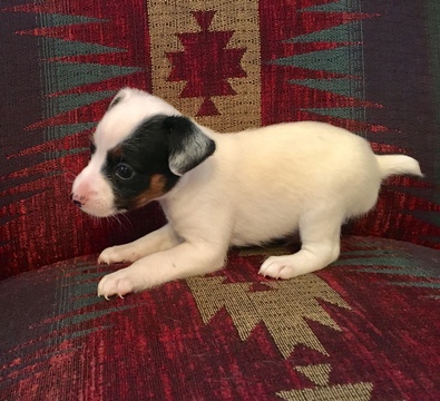 Medium Photo #3 Jack Russell Terrier Puppy For Sale in REBERSBURG, PA, USA