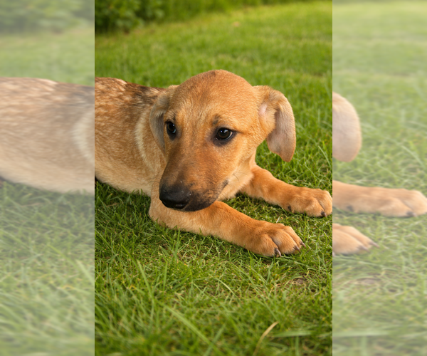 Medium Photo #7 Labrador Retriever Puppy For Sale in San Diego, CA, USA