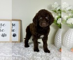 Small #2 Labradoodle