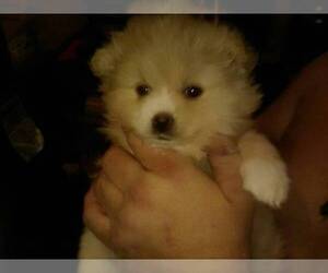 Pomeranian Puppy for sale in CORYDON, IN, USA