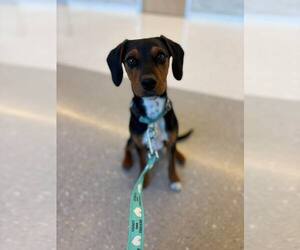 Miniature Pinscher-Unknown Mix Dogs for adoption in New London, WI, USA