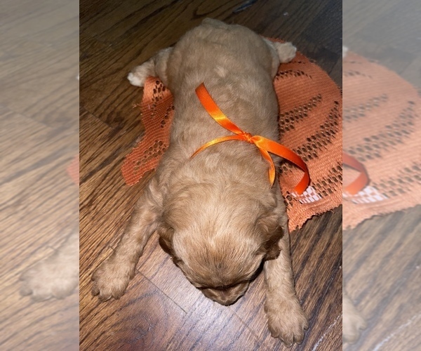 Medium Photo #11 Goldendoodle Puppy For Sale in RESACA, GA, USA