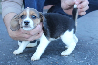 Beagle Puppy for sale in MONROE CITY, IN, USA