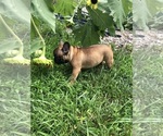 Small Photo #5 French Bulldog Puppy For Sale in STAFFORD, VA, USA