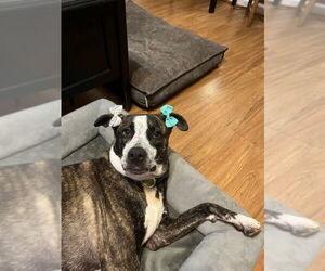 American Staffordshire Terrier-German Shepherd Dog Mix Dogs for adoption in McDonough, GA, USA