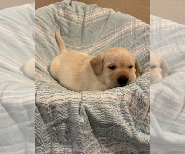 Medium Photo #11 Labrador Retriever Puppy For Sale in LELAND, NC, USA