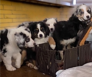 Miniature Australian Shepherd Litter for sale in PLACERVILLE, CA, USA