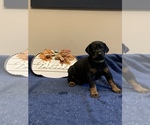Small Photo #11 Doberman Pinscher Puppy For Sale in PARADISE, TX, USA