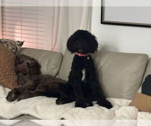 Mother of the Labradoodle puppies born on 06/25/2025