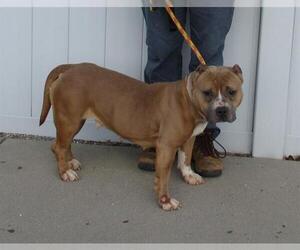 American Pit Bull Terrier Dogs for adoption in Louisville, KY, USA