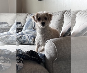 YorkiePoo Puppy for sale in CONVERSE, IN, USA