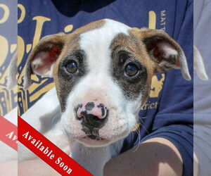 American Staffordshire Terrier-Boxer Mix Dogs for adoption in Huntley, IL, USA