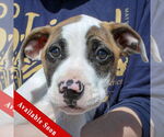 Small American Staffordshire Terrier-Boxer Mix