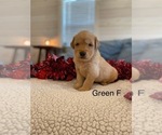 Small #3 Golden Retriever