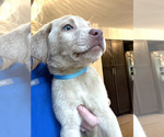 Puppy Puppy 2 Labrador Retriever